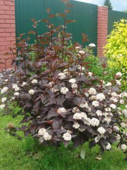 Живая изгородь - Купить кусты для живой изгороди от 197 руб. с ...